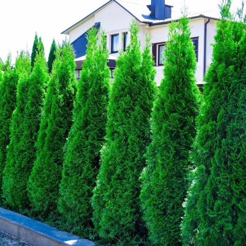 Thuja occidentalis 'Smaragd' - Harilik elupuu 'Smaragd' C5/5L